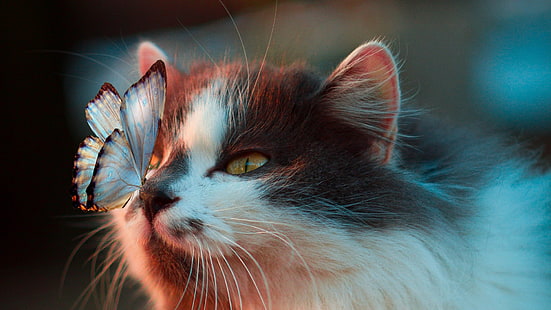 cat, whiskers, face, nose, eye, close up, tenderness, snout, fur, butterfly, HD wallpaper HD wallpaper