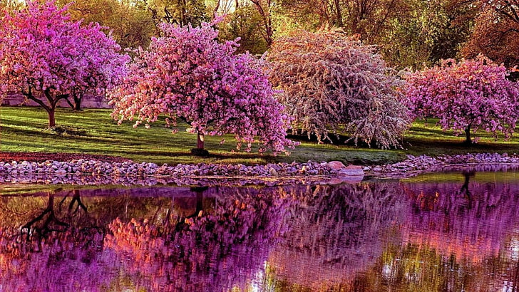 primavera, reflexão, flor, flor, planta, parque, lago, árvore, flora, primavera, banco, água, grama, HD papel de parede