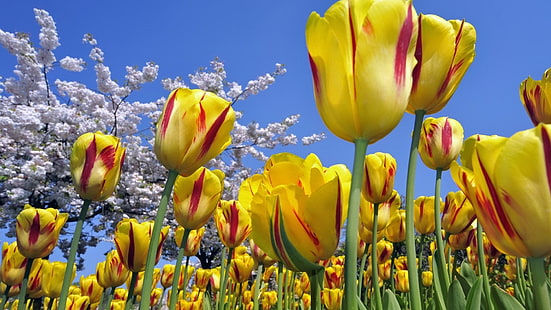 tulipas amarelas e vermelhas, tulipas, flores, campo, árvore, flor, céu, primavera, HD papel de parede HD wallpaper