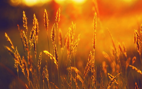 sunset, landscape, summer, field, wheat, nature, spikelets, sunlight, plants, HD wallpaper HD wallpaper