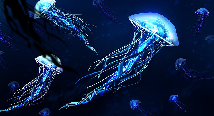 underwater photography of blue jellyfishes, Jellyfishes, Underwater, HD, 5K, HD wallpaper