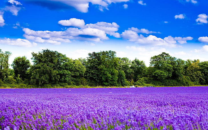 라벤더 정원-자연 경관 HD 벽지, 보라색 꽃밭, HD 배경 화면
