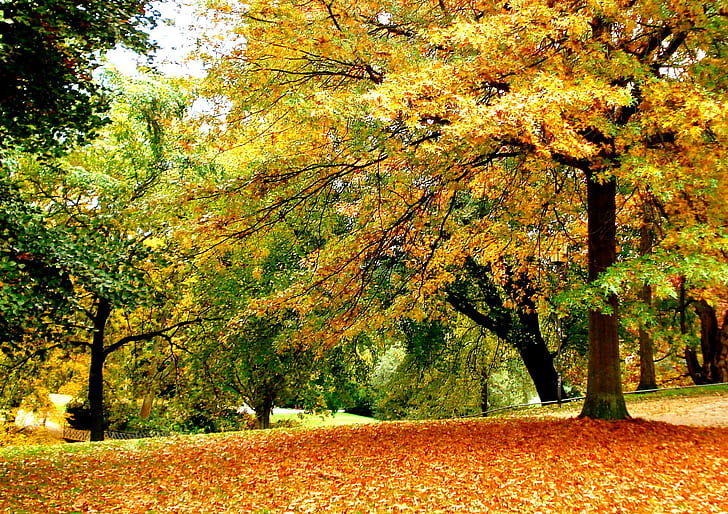 Falling Leaves, nature, fall, leaf, season, autumn, 3d dan abstract, Wallpaper HD