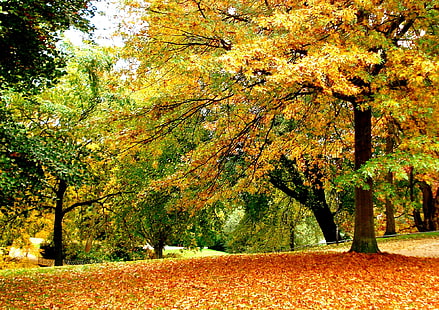 Falling Leaves, nature, fall, leaf, season, autumn, 3d dan abstract, Wallpaper HD HD wallpaper