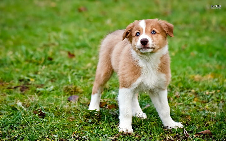 Cute Blue Eyed Puppy, puppy, blue eyes, grass, cute, animal, adorable, precious, animals, HD wallpaper