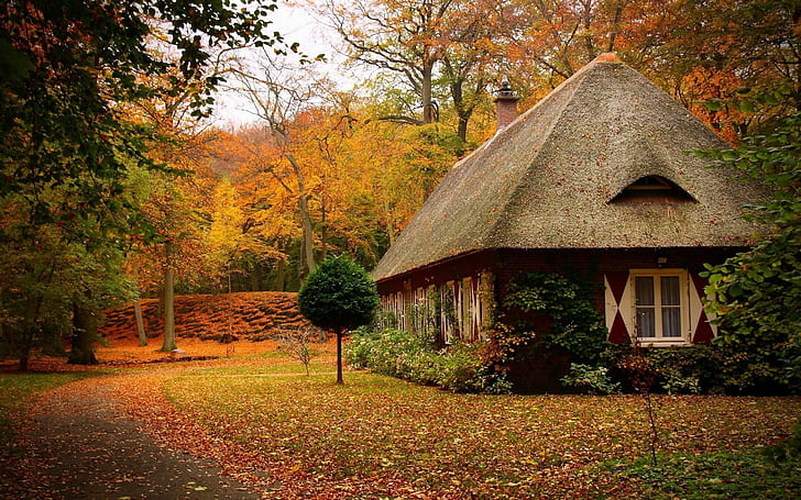 통나무 집, 숲, 가을, HD 배경 화면