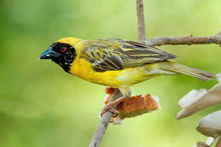 żółty i czarny ptak na brązowej gałązce, południowy tkacz zamaskowany, czarny ptak, żółte ptaki, natura, ptak, zwierzę, dzikość, dziób, żółty, na dworze, Tapety HD