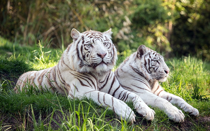 Couple de tigres, deux tigres albinos, animaux, tigre, tigres, prairies, couple, Fond d'écran HD
