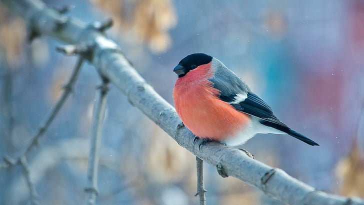 птица, зима, малка птица, клон, дива природа, снегир, клонка, кацаща птица, чинка, небе, дърво, HD тапет