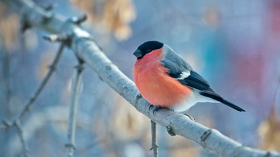птица, зима, малка птица, клон, дива природа, снегир, клонка, кацаща птица, чинка, небе, дърво, HD тапет HD wallpaper