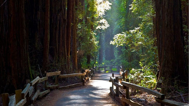 John Muir Path Through Redwoods, narrow pathway between trees, forest, path, fence, sun rays, nature and landscapes, HD wallpaper