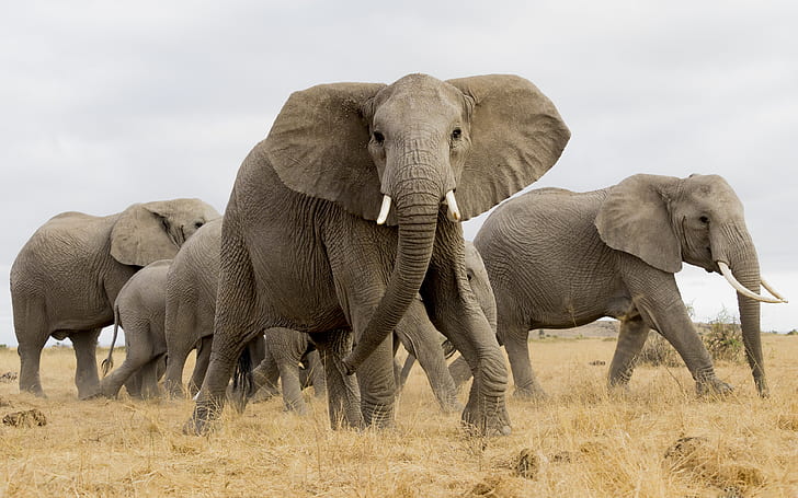 elefante, Africa, la mandria, Sfondo HD