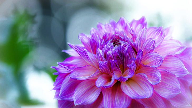 Dahlia Delicate Purple Flower Desktop Wallpaper Hd 2560 × 1440, วอลล์เปเปอร์ HD