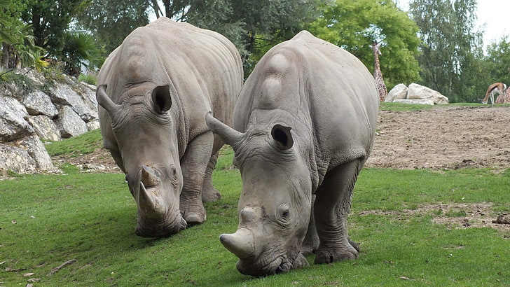 two gray rhinoceros, rhinos, steam, grass, food, HD wallpaper
