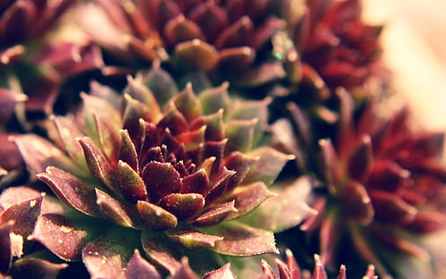 bordowo-zielona soczysta roślina, natura, makro, rośliny, jeżówka, soczysta, fioletowa, głębia ostrości, Tapety HD HD wallpaper