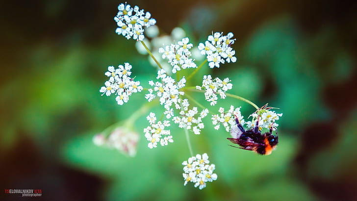 flowers, bees, insect, wildlife, white flowers, HD wallpaper