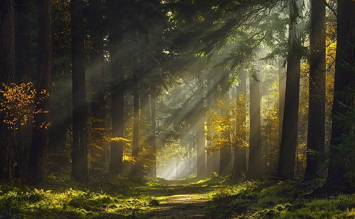 Bäume, Nebel, Wald, Sonnenlicht, Bäume, Gras, Sonnenstrahlen, Pfad, Natur, Grün, Gelb, Landschaft, Sonnenstrahlen, Morgen, HD-Hintergrundbild