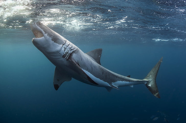 gran tiburón blanco, animales, tiburones, bajo el agua, gran tiburón blanco, Fondo de pantalla HD
