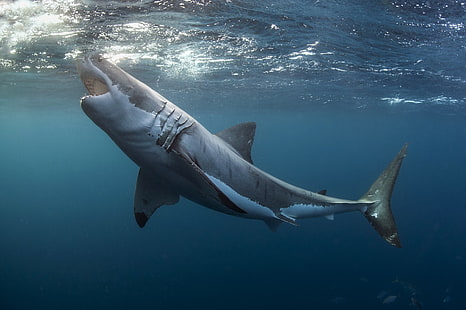 gran tiburón blanco, animales, tiburones, bajo el agua, gran tiburón blanco, Fondo de pantalla HD HD wallpaper