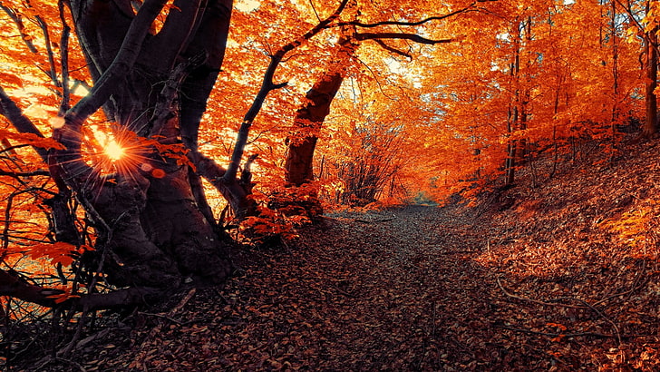 tronco d'albero, fotografia a basso angolo di foresta, paesaggio, caduta, stagioni, foresta, tramonto, natura, Sfondo HD