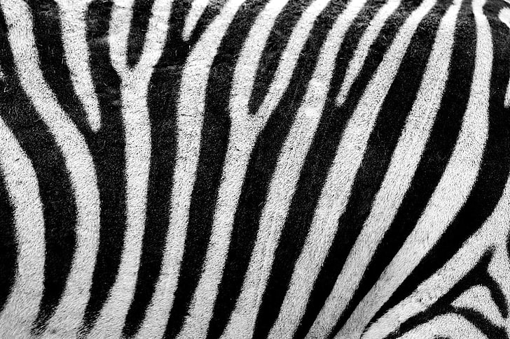 karpet hitam dan putih, abstrak, hewan, hitam, bulu, garis, pola, kulit, garis-garis, tekstur, putih, zebra, Wallpaper HD