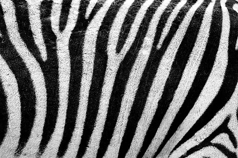 karpet hitam dan putih, abstrak, hewan, hitam, bulu, garis, pola, kulit, garis-garis, tekstur, putih, zebra, Wallpaper HD HD wallpaper