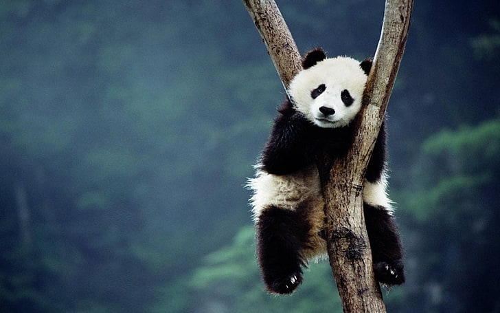 panda animal, panda, bäume, sitzend, schärfentiefe, wald, HD-Hintergrundbild