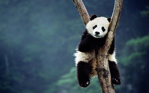 animal panda, panda, árboles, sentado, profundidad de campo, bosque, Fondo de pantalla HD HD wallpaper