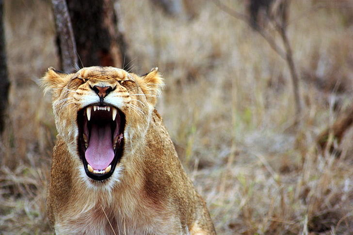 茶色の雌ライオン、雌ライオン、歯、攻撃性、捕食者、 HDデスクトップの壁紙