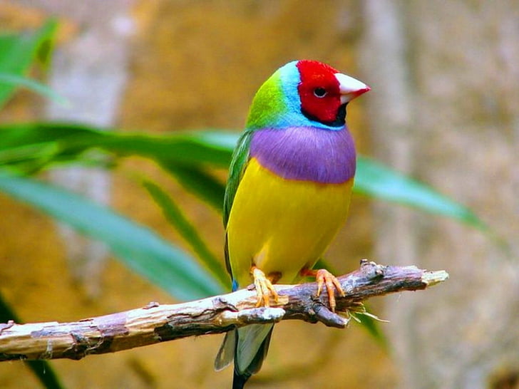 Pássaro, Gouldian Finch, Pássaro, Filial, Colorido, Cores, Terra, Passarinho, HD papel de parede