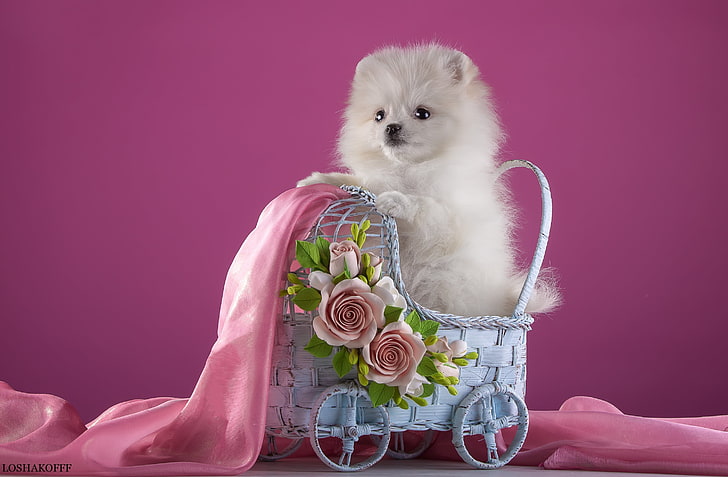 white Pomeranian puppy, white, flowers, stroller, puppy, fabric, Spitz, HD wallpaper