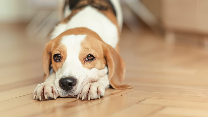 Beagle, dog, stretch, Beagle, Dog, Stretch, HD wallpaper