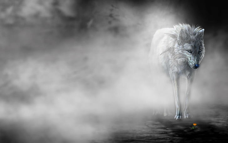 Одинокий волк в тумане, одинокий, цветок, волк, туман, 3d и аннотация, HD обои