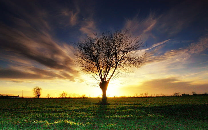 Árbol solitario, hierba, puesta de sol, Solitario, árbol, hierba, puesta de sol, Fondo de pantalla HD