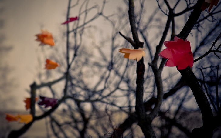 flores naranjas y rojas, rama, profundidad de campo, hojas, otoño, Fondo de pantalla HD