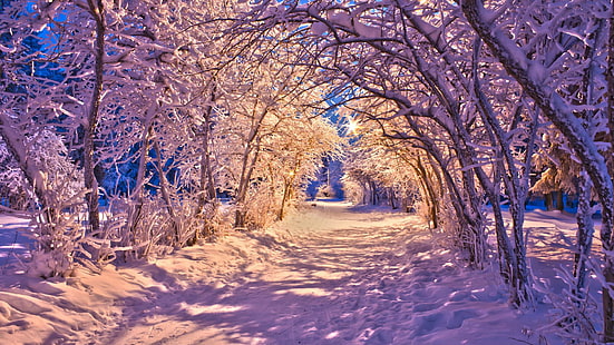 自然風景冬雪クリスマス歩道道路ライトホワイト木デスクトップ画像、風景、クリスマス、デスクトップ、画像、ライト、自然、道路、歩道、雪、木、白、冬、 HDデスクトップの壁紙 HD wallpaper