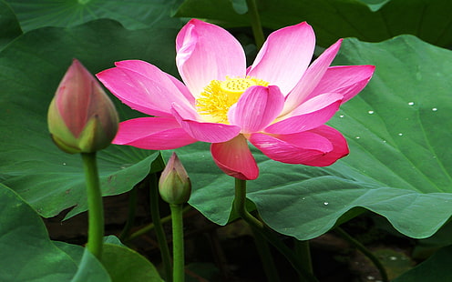 Tapety z pięknymi kwiatami lotosu 07, Tapety HD HD wallpaper