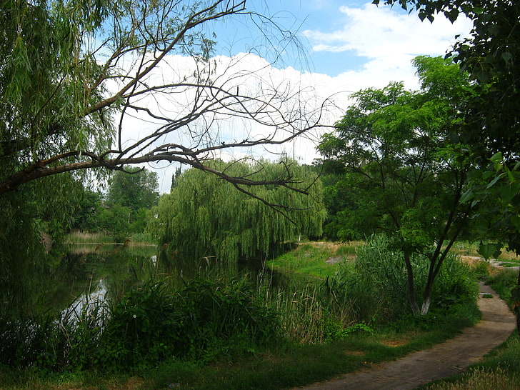 pohon berdaun hijau, sungai, pohon willow, jalan setapak, musim panas, Wallpaper HD
