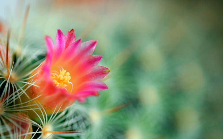 Cactus flower, cactus, flower, background, green, needles, HD wallpaper