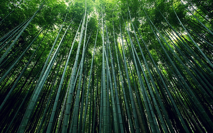 bambu, pohon, Wallpaper HD