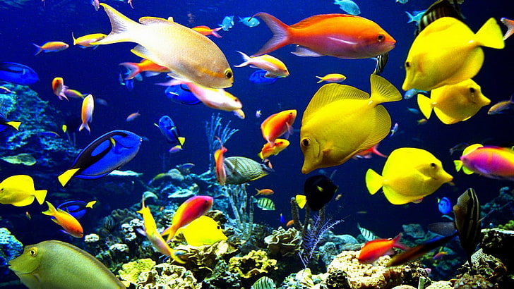 모듬 물고기, 동물, 색깔, 산호, 물고기, 자연, 대양, 암초, 바다, 해양 생물, 열대, 수중, HD 배경 화면