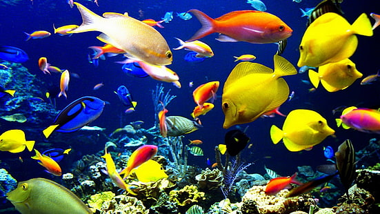 ассорти из рыб, животных, цвет, коралл, рыбы, природа, океан, риф, море, морская ракушка, тропический, подводный, HD обои HD wallpaper