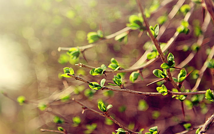foglie, macro, verde, primavera, ramo, Sfondo HD