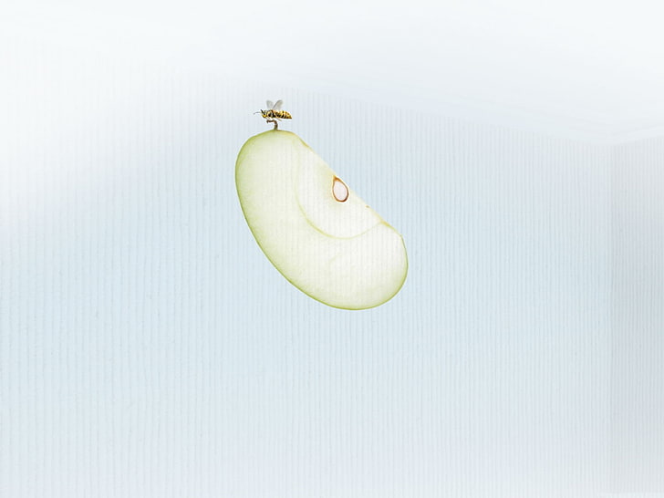 insecto, manzanas, minimalismo, Fondo de pantalla HD