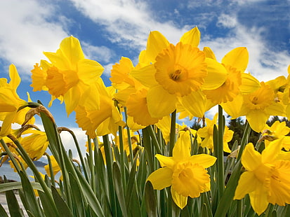 Sunny Daffodils, narcisos, soleado, Fondo de pantalla HD HD wallpaper