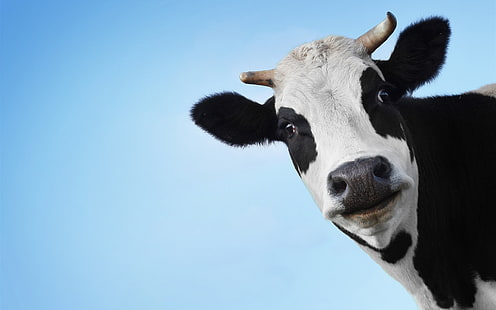 Krowa, głowa, twarz, krowa, głowa, twarz, Tapety HD HD wallpaper