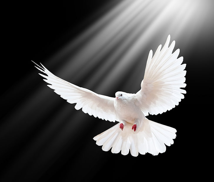 white dove, dove, scale, wings, light, black background, freedom, HD wallpaper