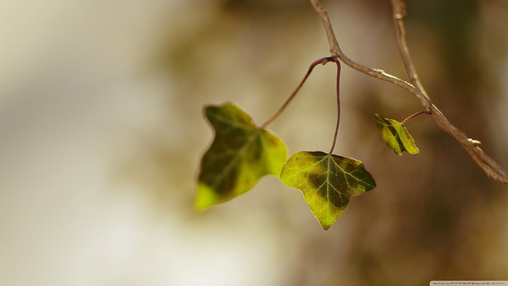 grüne und rote Blattanlage, Nahaufnahme, Blätter, Niederlassung, Natur, Pflanzen, HD-Hintergrundbild