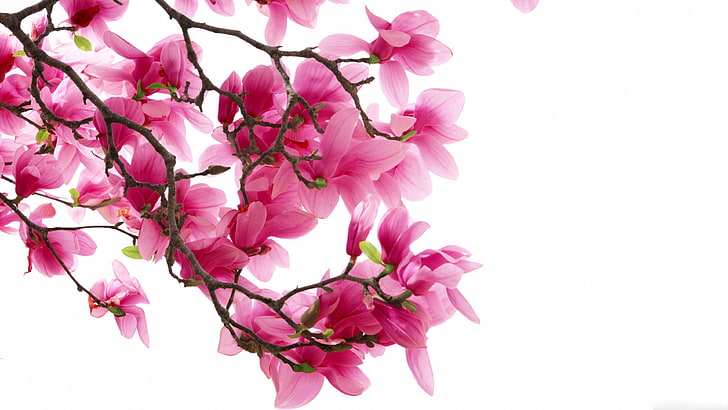 albero di magnolia, fiore rosa, primavera, fioritura, fioritura, Sfondo HD