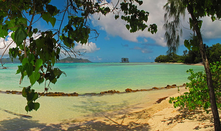 водное пространство и зеленые листья, пейзаж, море, сейшельские острова, пляж, листва, природа, HD обои